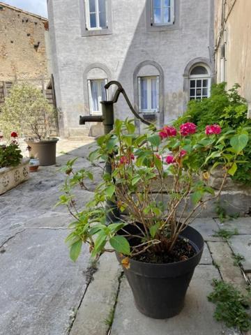 Le Patio Cathare Apartment Carcassonne Exterior photo